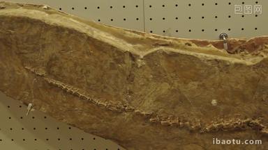 古生物博物馆展览的古生物化石
